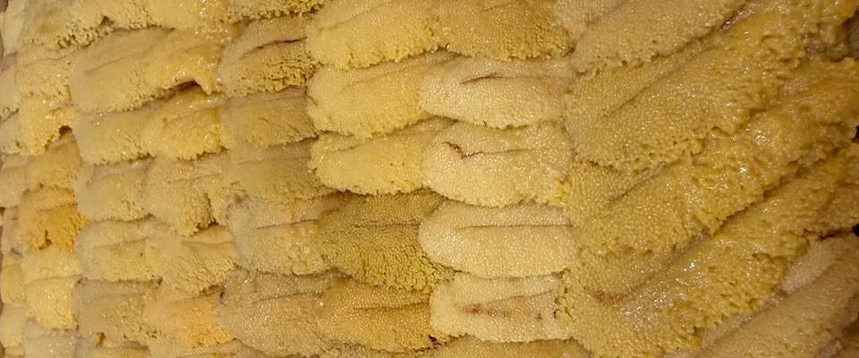 uni